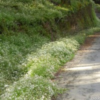Ageratina riparia (Regel) R.M.King & H.Rob.